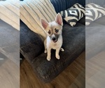 Small #90 Pomsky