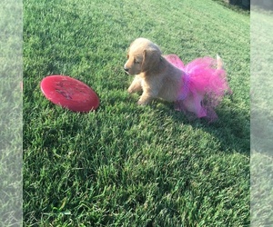 Labradoodle Puppy for sale in COLWICH, KS, USA