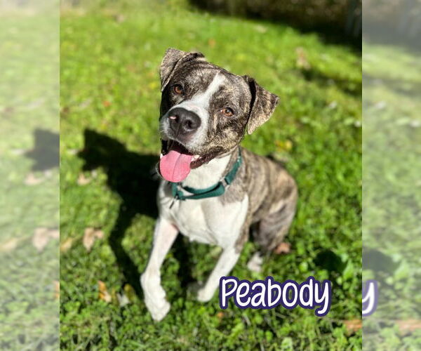 Medium Photo #4 Boxer-Unknown Mix Puppy For Sale in Port Clinton, OH, USA