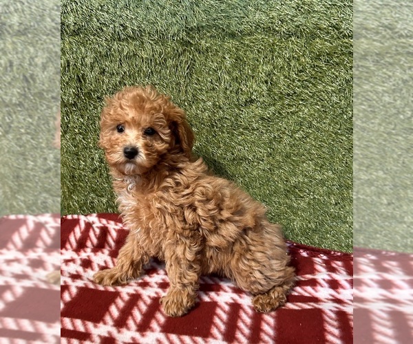 Medium Photo #2 Poodle (Miniature) Puppy For Sale in MIDDLEBURY, IN, USA