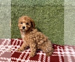 Small #1 Poodle (Miniature)