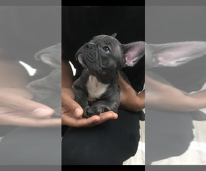American French Bull Terrier Puppy for sale in FORT LESLEY J MCNAIR, DC, USA