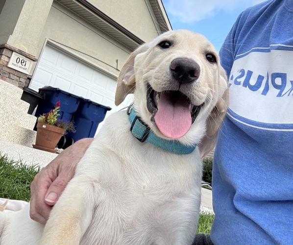 Medium Photo #11 Labrador Retriever Puppy For Sale in CARTER LAKE, IA, USA