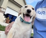 Small #10 Labrador Retriever