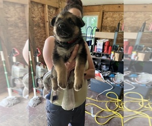 German Shepherd Dog Puppy for sale in MACY, IN, USA