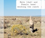 Small #1 Kangal Dog