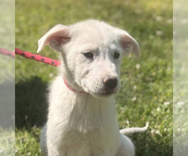 Medium Photo #1 Great Pyrenees-Unknown Mix Puppy For Sale in Yardley, PA, USA