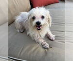 Small #4 Maltese Mix