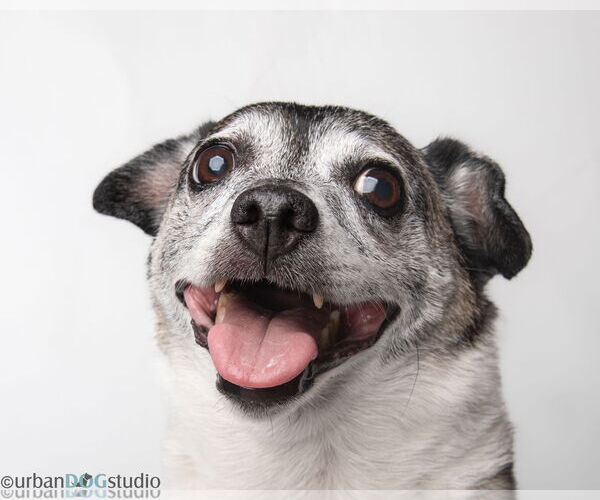Medium Photo #1 Mutt Puppy For Sale in Tampa, FL, USA