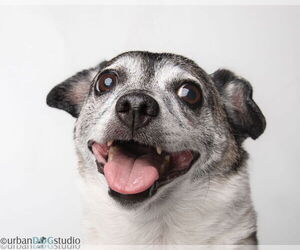 Medium Mutt