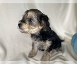 Small Photo #8 YorkiePoo Puppy For Sale in ROCK HILL, SC, USA