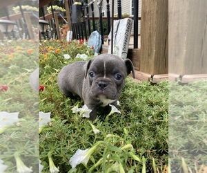 Faux Frenchbo Bulldog Puppy for sale in FREDONIA, KS, USA
