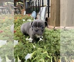 Image preview for Ad Listing. Nickname: Gracie
