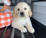Small Photo #6 Golden Retriever Puppy For Sale in FRANKLINTON, NC, USA