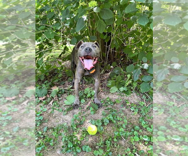 Medium Photo #10 American Pit Bull Terrier-Unknown Mix Puppy For Sale in Germantown, OH, USA