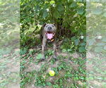 Small #9 American Pit Bull Terrier Mix