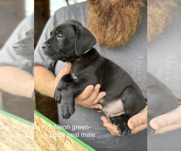 Medium Photo #1 Cane Corso Puppy For Sale in FORT WAYNE, IN, USA