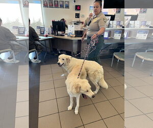 Golden Retriever-Unknown Mix Dogs for adoption in San Diego, CA, USA