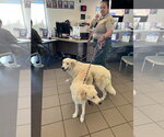 Small Golden Retriever Mix