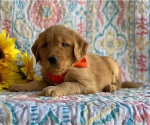 Golden Retriever Puppy for sale in LANCASTER, PA, USA