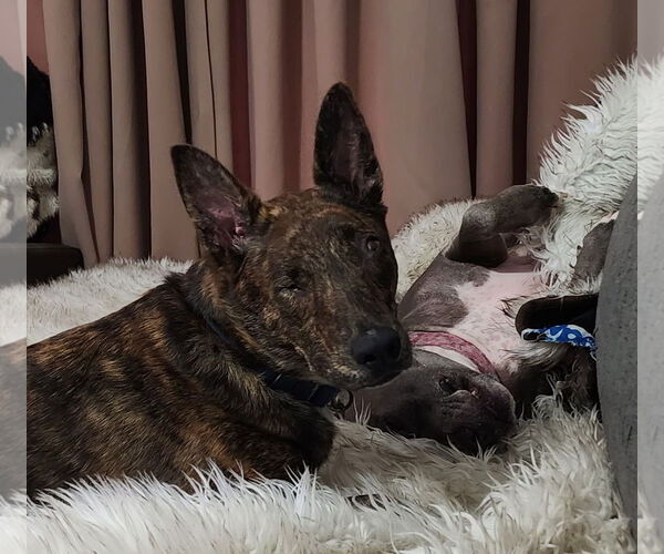 Medium Photo #8 Dutch Shepherd -Unknown Mix Puppy For Sale in Royal Palm Beach, FL, USA