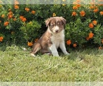 Small #5 Border Collie-Bordoodle Mix