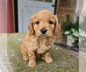 Goldendoodle (Miniature) Puppy for sale in MANHEIM, PA, USA