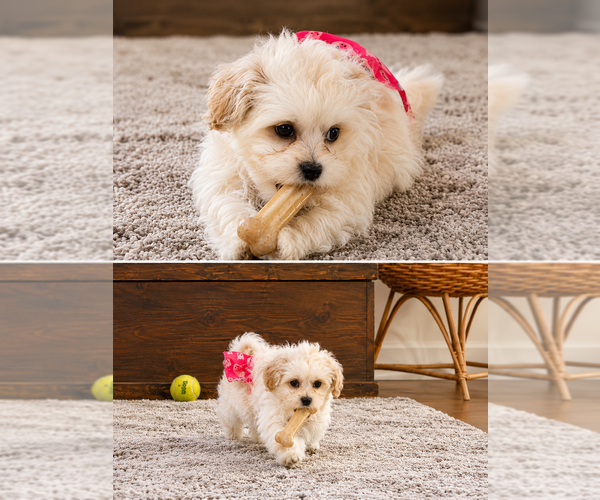 Medium Photo #1 ShihPoo Puppy For Sale in ANDERSON, SC, USA