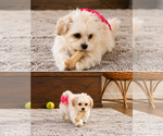 Puppy Ivory ShihPoo