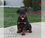 Small Rottweiler