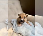 Small American Staffordshire Terrier Mix