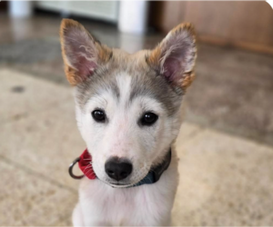 Mutt Dogs for adoption in San Ramon, CA, USA