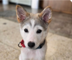 Small Mutt