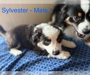 Miniature Australian Shepherd Puppy for Sale in AUSTIN, Minnesota USA