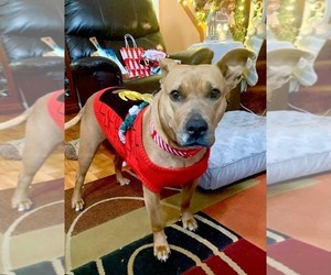 Mutt Dogs for adoption in Wenonah, NJ, USA