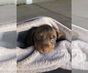 Dachshund Puppy for sale in NORCO, CA, USA