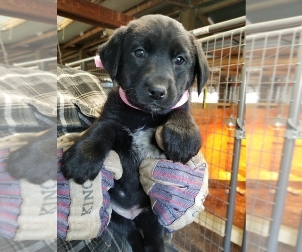 Medium Photo #2 Australian Cattle Dog-Labrador Retriever Mix Puppy For Sale in LA GRANDE, OR, USA
