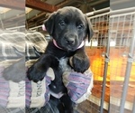 Small Photo #2 Australian Cattle Dog-Labrador Retriever Mix Puppy For Sale in LA GRANDE, OR, USA