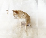 Small #3 Chihuahua