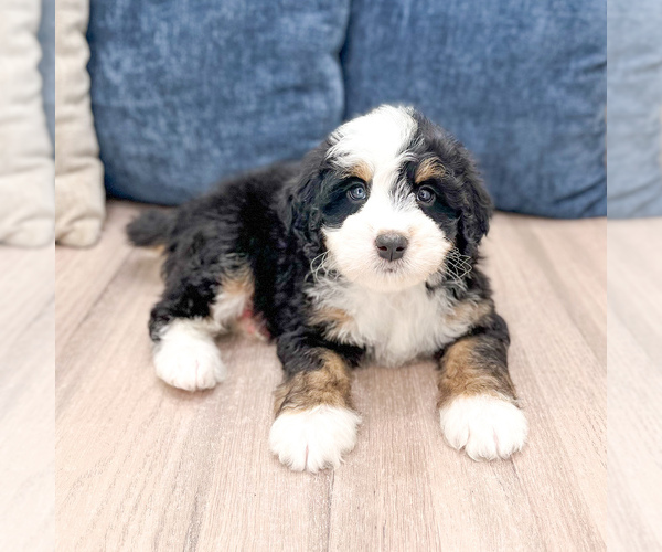Medium Photo #3 Bernedoodle (Miniature) Puppy For Sale in DUNDEE, OH, USA