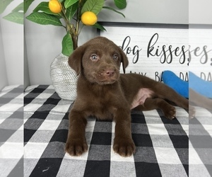 Labrador Retriever Puppy for sale in FRANKLIN, IN, USA