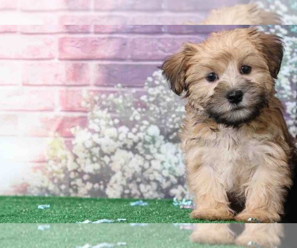 Medium Photo #2 Morkie Puppy For Sale in BEL AIR, MD, USA