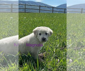 Great Pyrenees-Unknown Mix Dogs for adoption in Winter Park, CO, USA