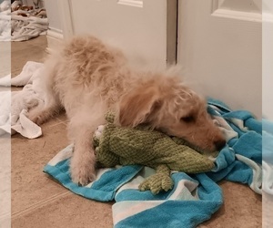 Double Doodle Puppy for sale in JEFFERSONTOWN, KY, USA