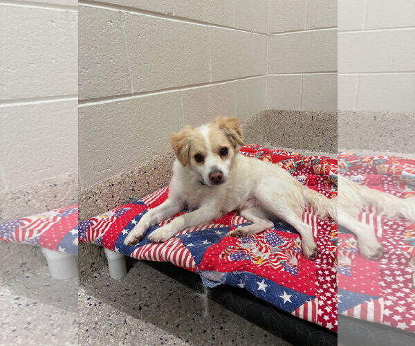 Medium Photo #2 Mutt Puppy For Sale in Fort Collins, CO, USA