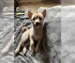 Small #102 Pomsky