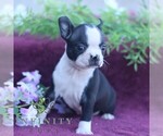 Small #3 Boston Terrier