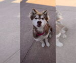 Small #4 Alaskan Malamute