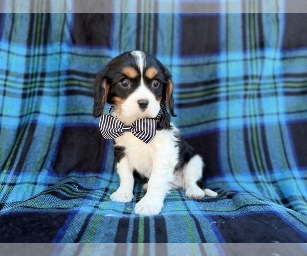 Medium Photo #6 Cavalier King Charles Spaniel Puppy For Sale in LAKELAND, FL, USA
