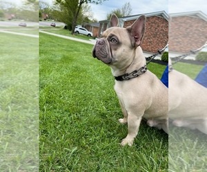 French Bulldog Puppy for sale in CYNTHIANA, KY, USA